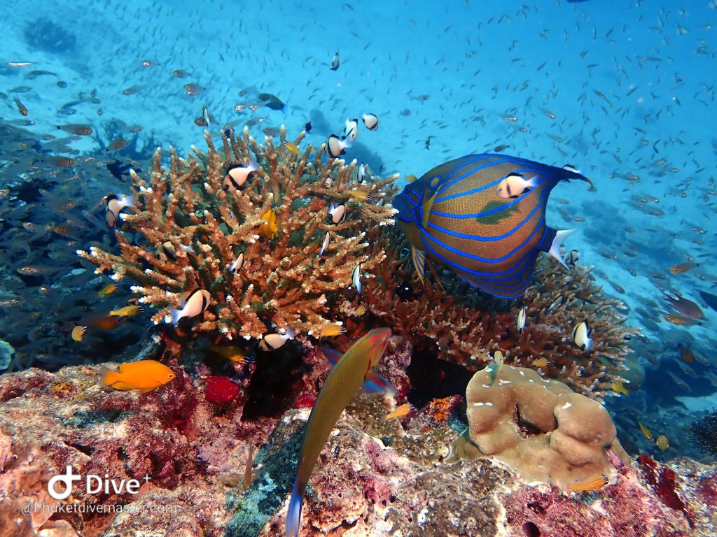 Amazing emperor fish encounter during discover scuba diving in Patong
